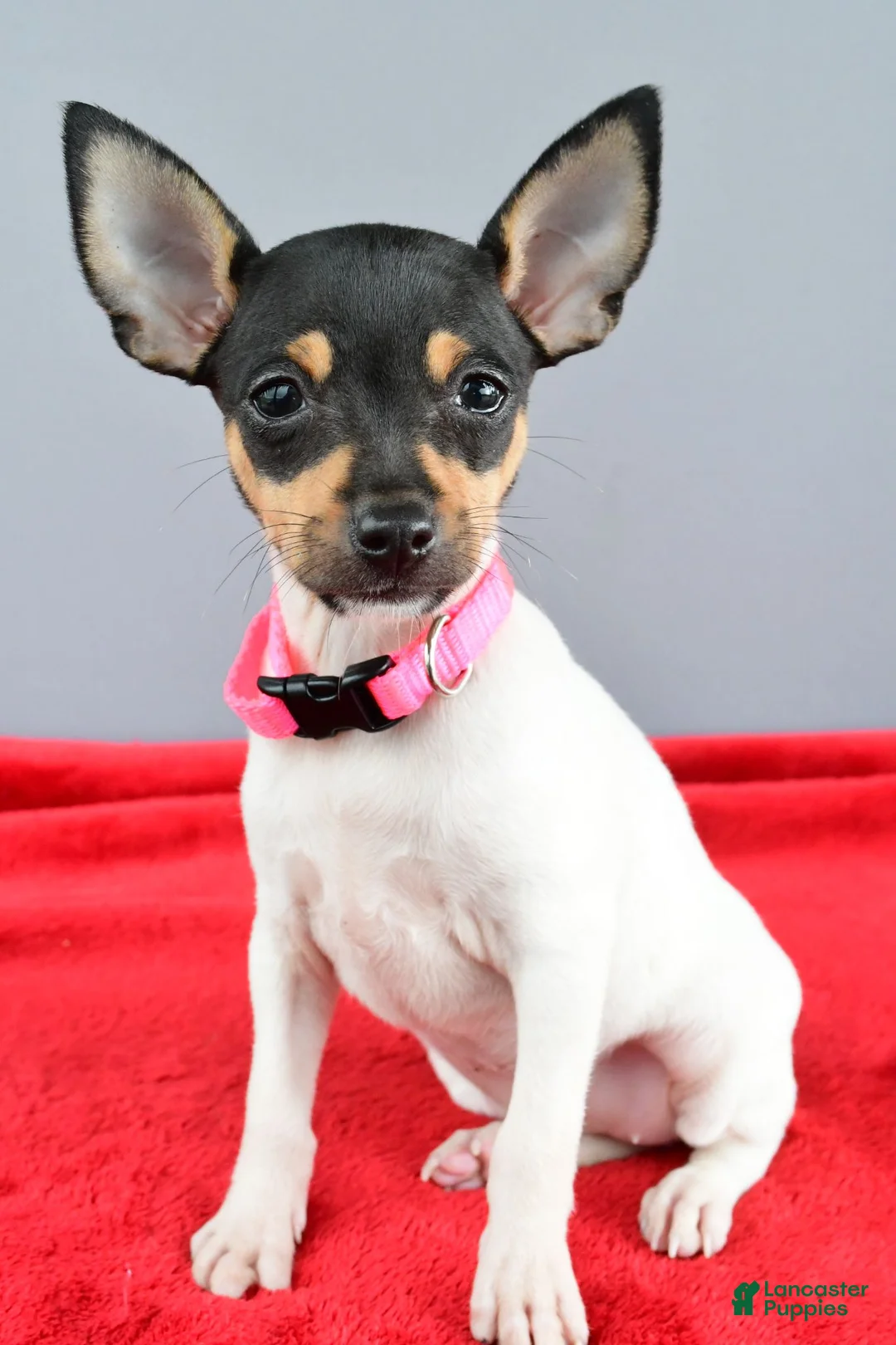 Toy Fox Terrier dogs for sale: Dora - Ad 2