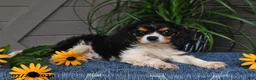 Cavalier King Charles Spaniel dogs for sale: Jaxon - Ad 5