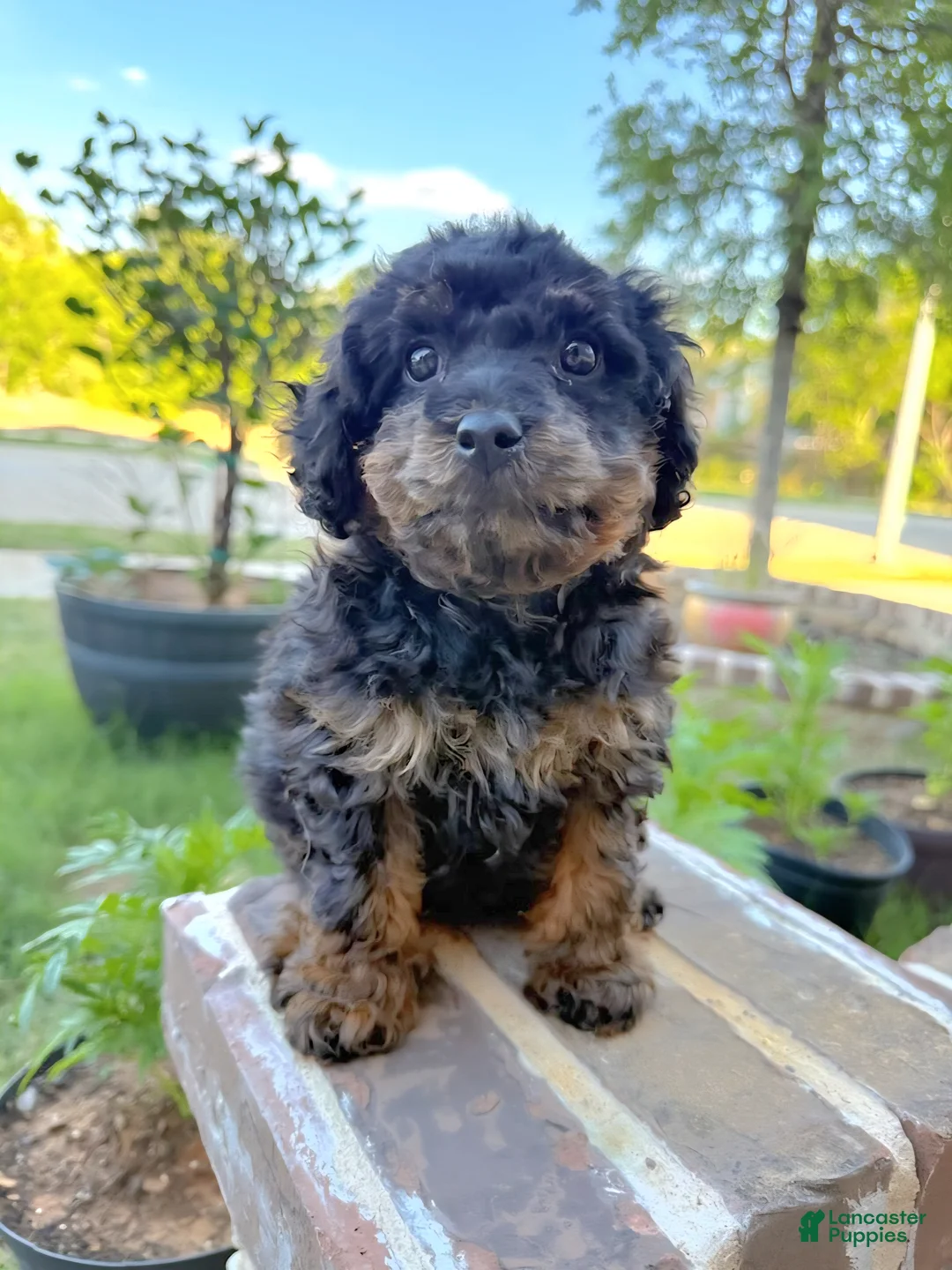 Toy Poodle dogs for sale: Coco - Ad 1