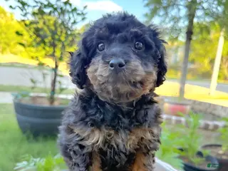 Toy Poodle dogs Coco - Ad 1