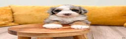 Mini Bernedoodle dogs for sale: Lexi - Ad 4