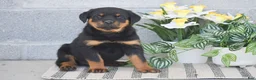 Rottweiler dogs for sale: Nicole - Ad 1
