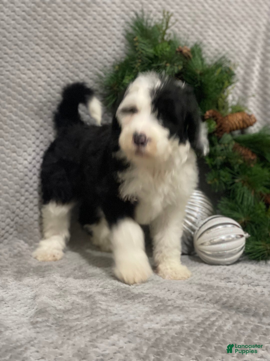 Sheepadoodle dogs for sale: Kinsley - Ad 1