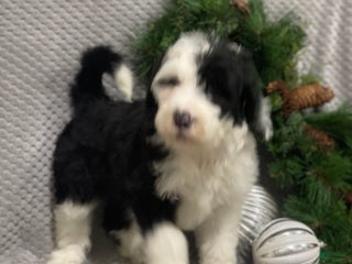 Sheepadoodle dogs Kinsley - Ad 14