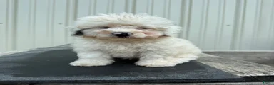 Miniature Poodle 2, special needs