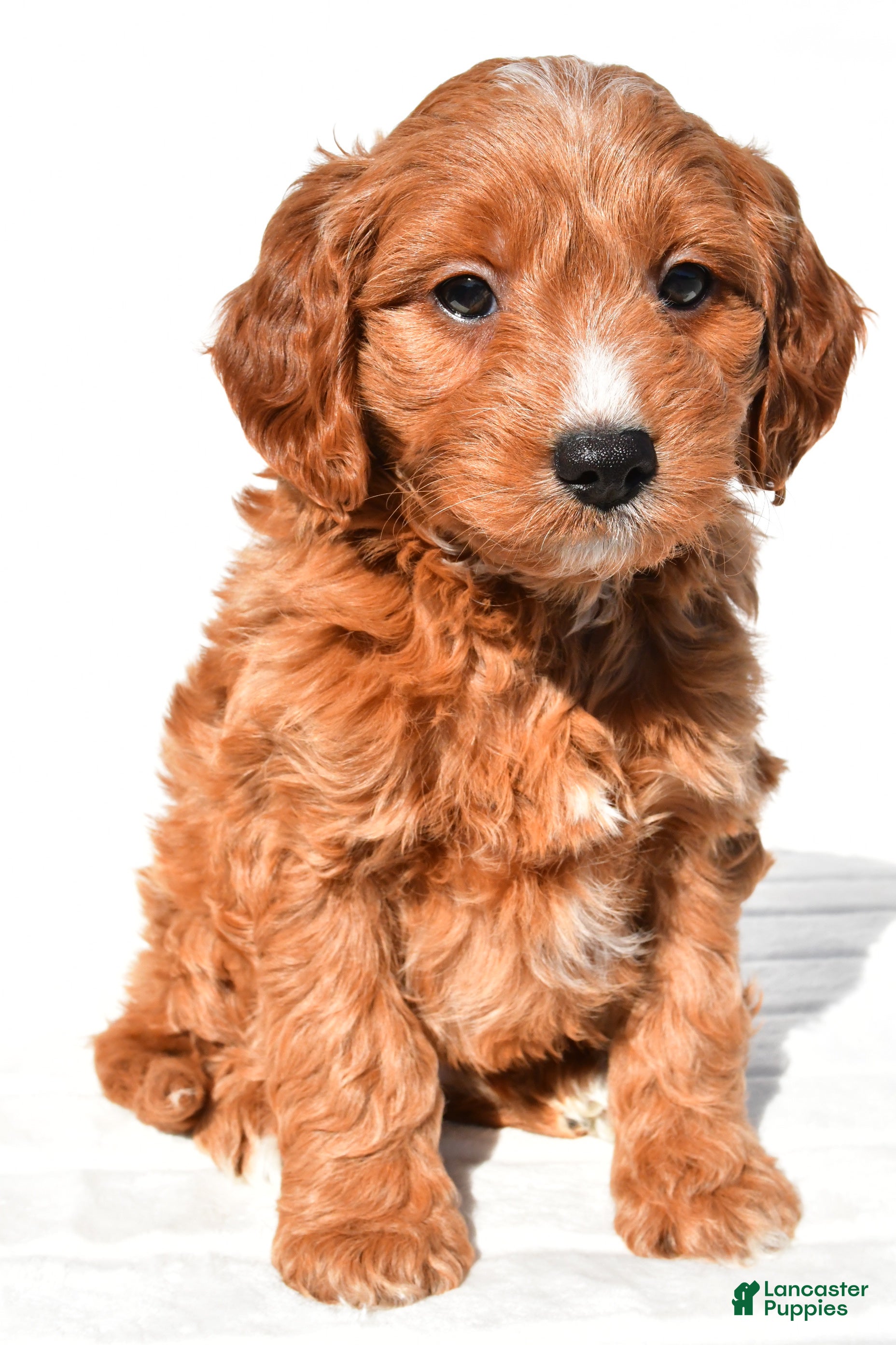 Mini Goldendoodle dogs Conner - Ad 1