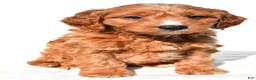 Mini Goldendoodle dogs for sale: Conner - Ad 1