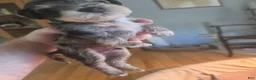 Miniature Schnauzer dogs for sale: Rice - Ad 5