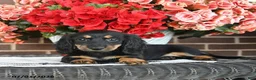 Miniature Dachshund dogs for sale: Trixie  - Ad 3
