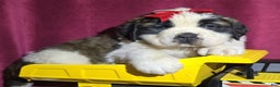 Saint Bernard dogs for sale: Wooly Willy - Ad 3