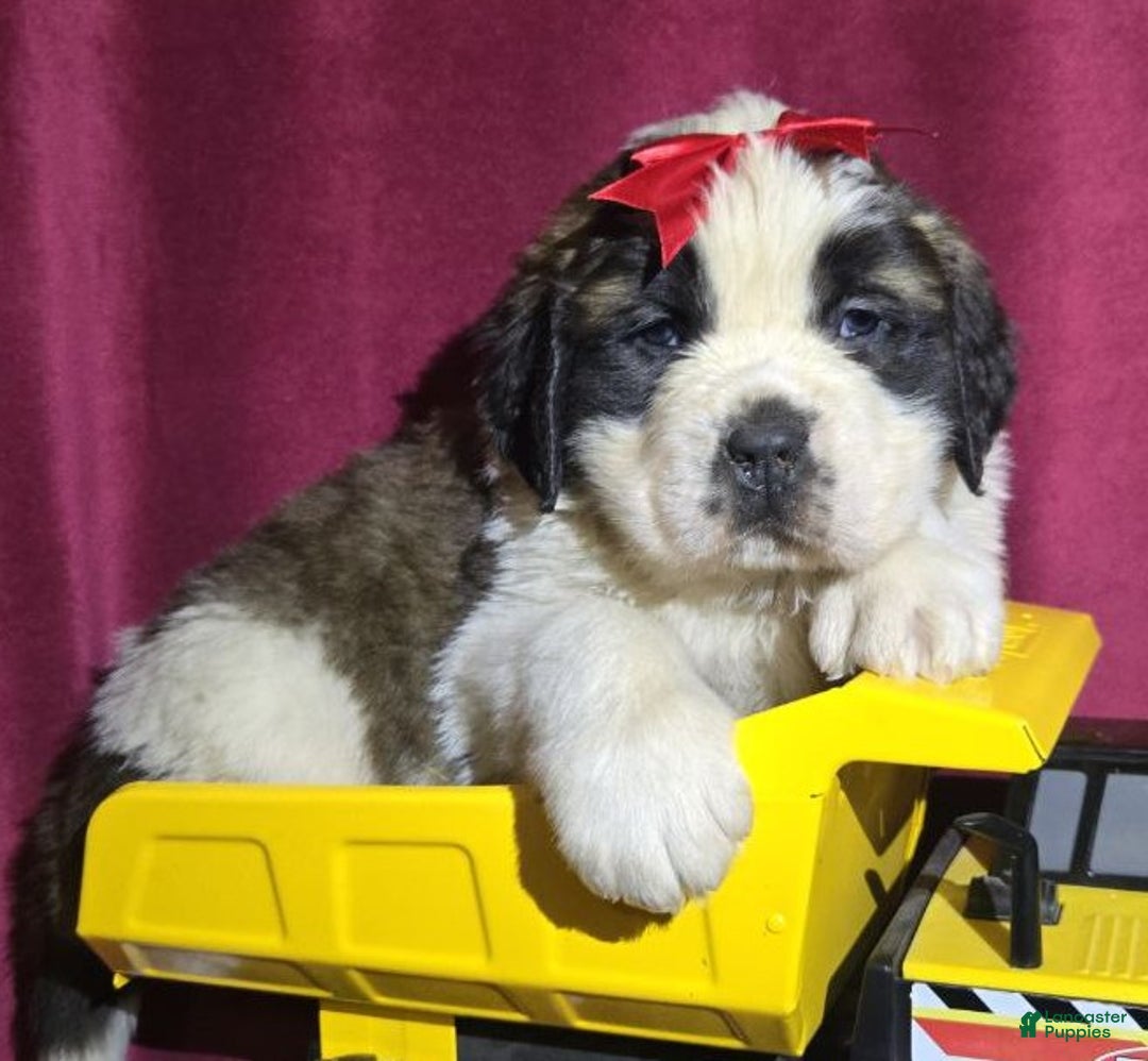 Saint Bernard dogs for sale: Wooly Willy - Ad 3
