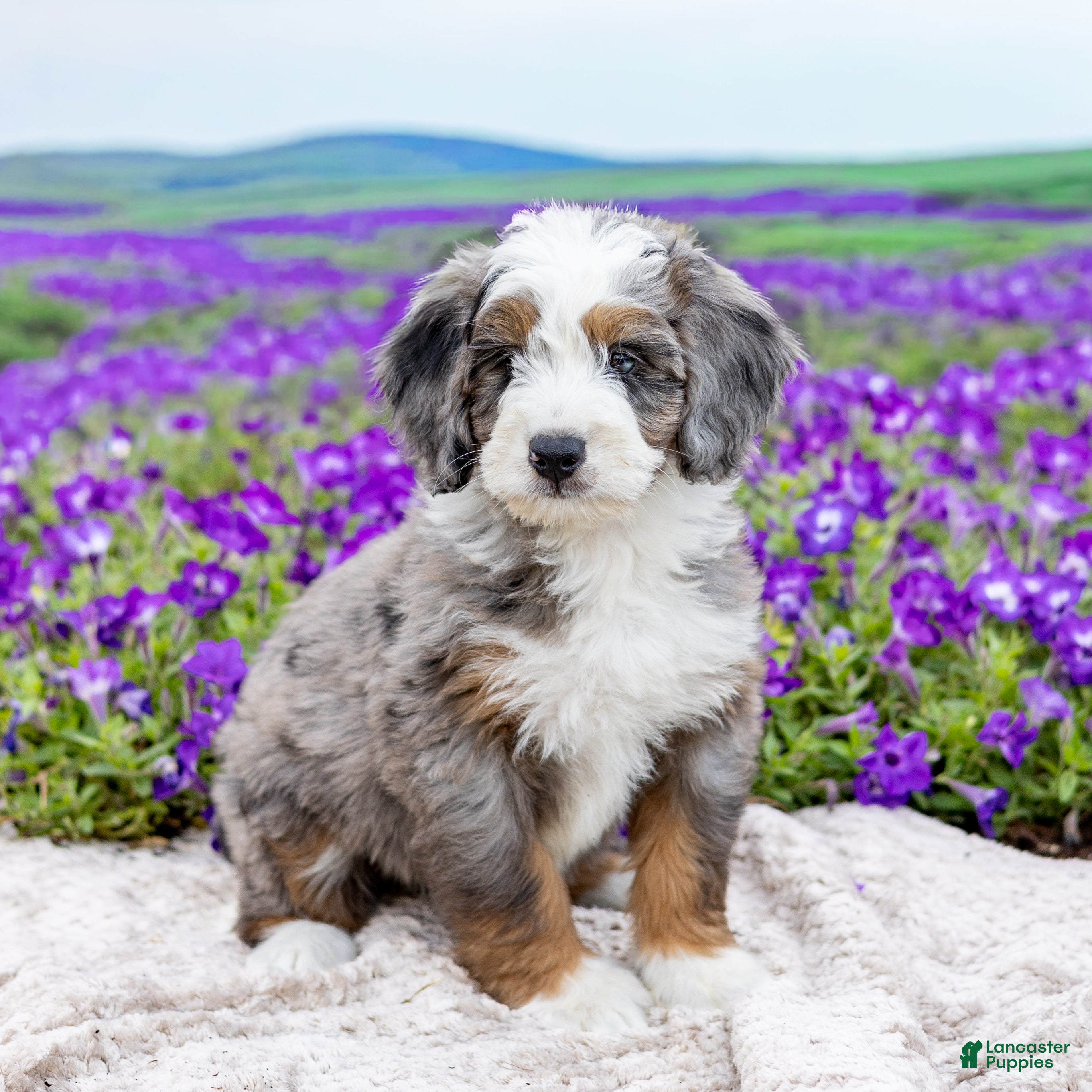 Mini Bernedoodle dogs Denny - Ad 1