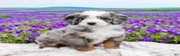 Mini Bernedoodle dogs for sale: Denny - Ad 1