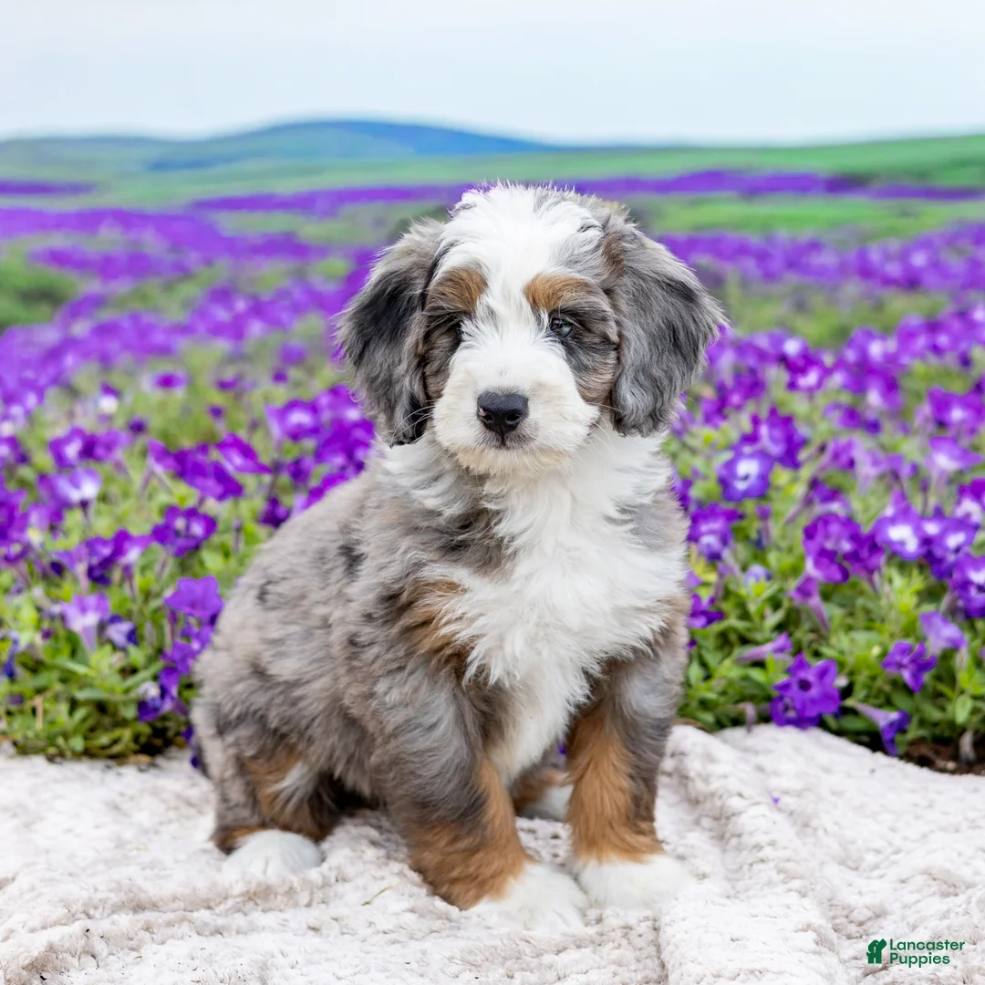 Mini Bernedoodle dogs for sale: Denny - Ad 1