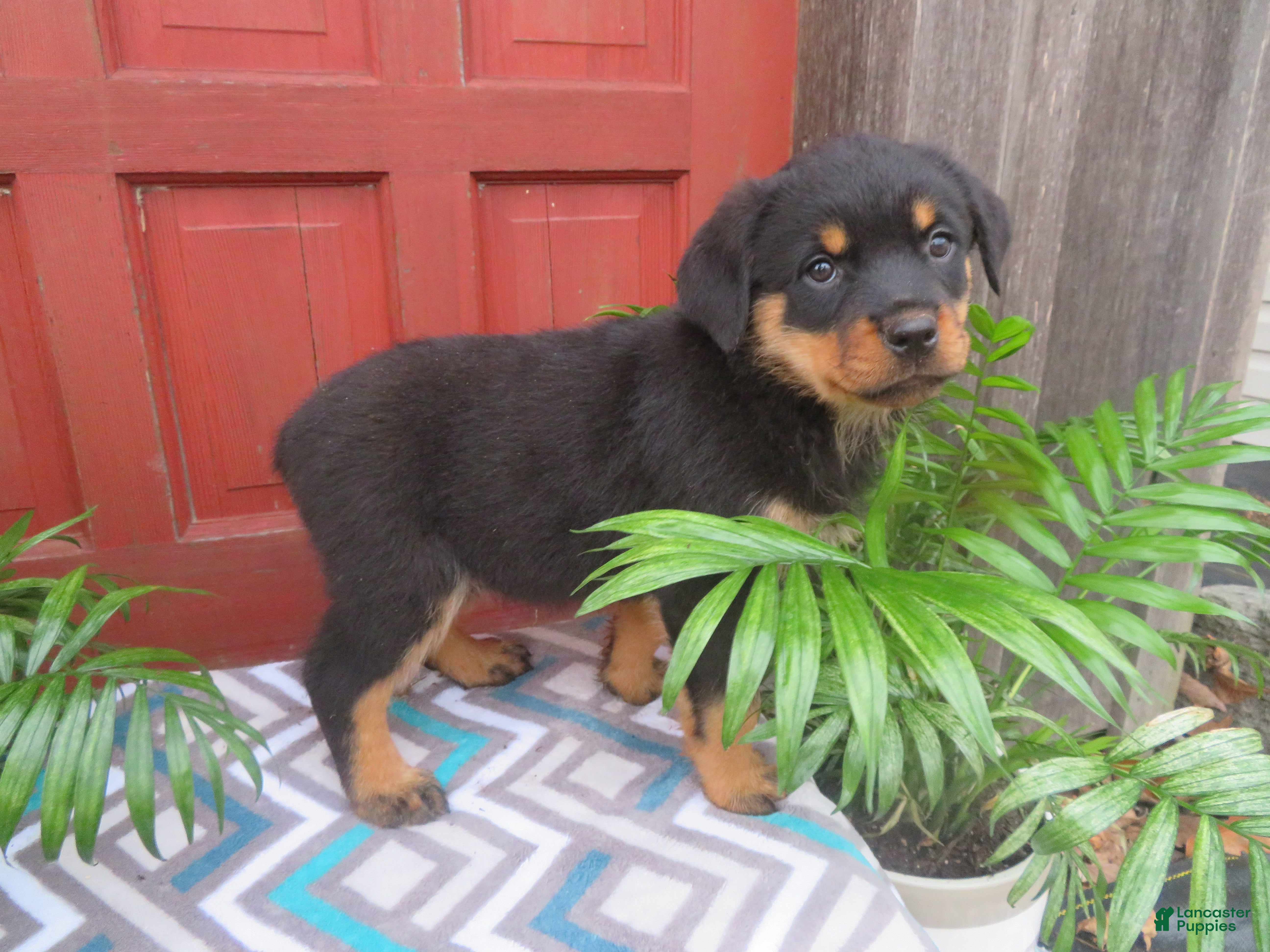 Rottweiler dogs Princess - Ad 2