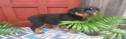 Rottweiler dogs for sale: Princess - Ad 2