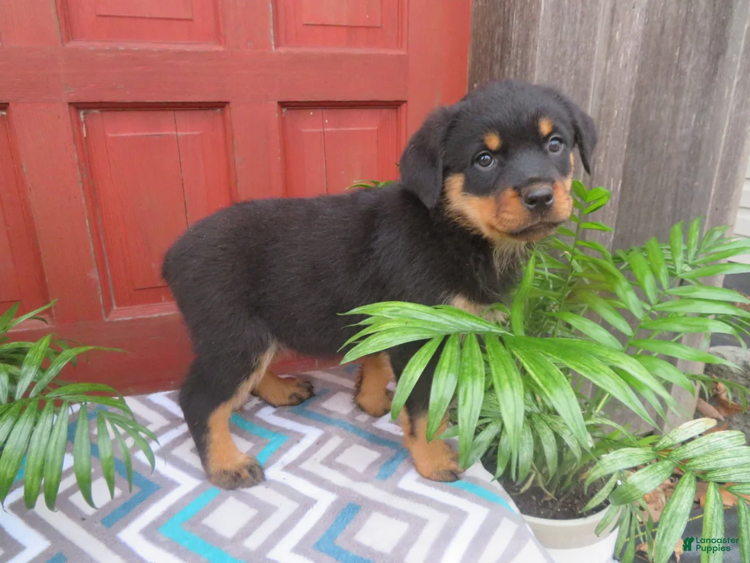 Rottweiler dogs for sale: Princess - Ad 2