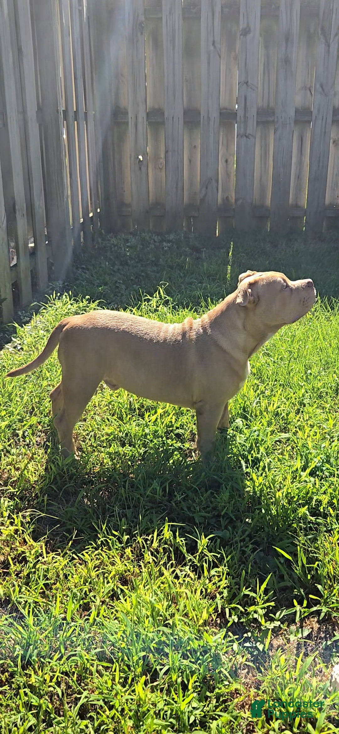 American Bully dogs Boulder - Ad 2