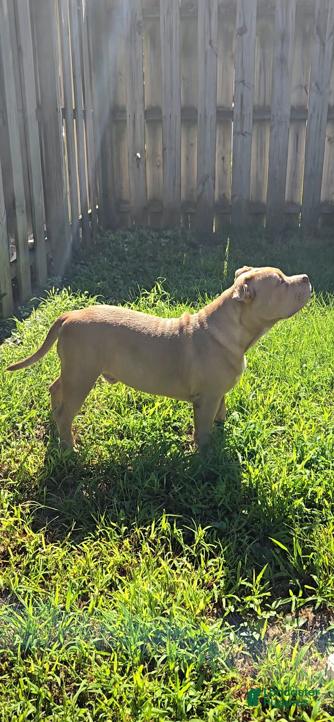 American Bully dogs for sale: Boulder - Ad 2
