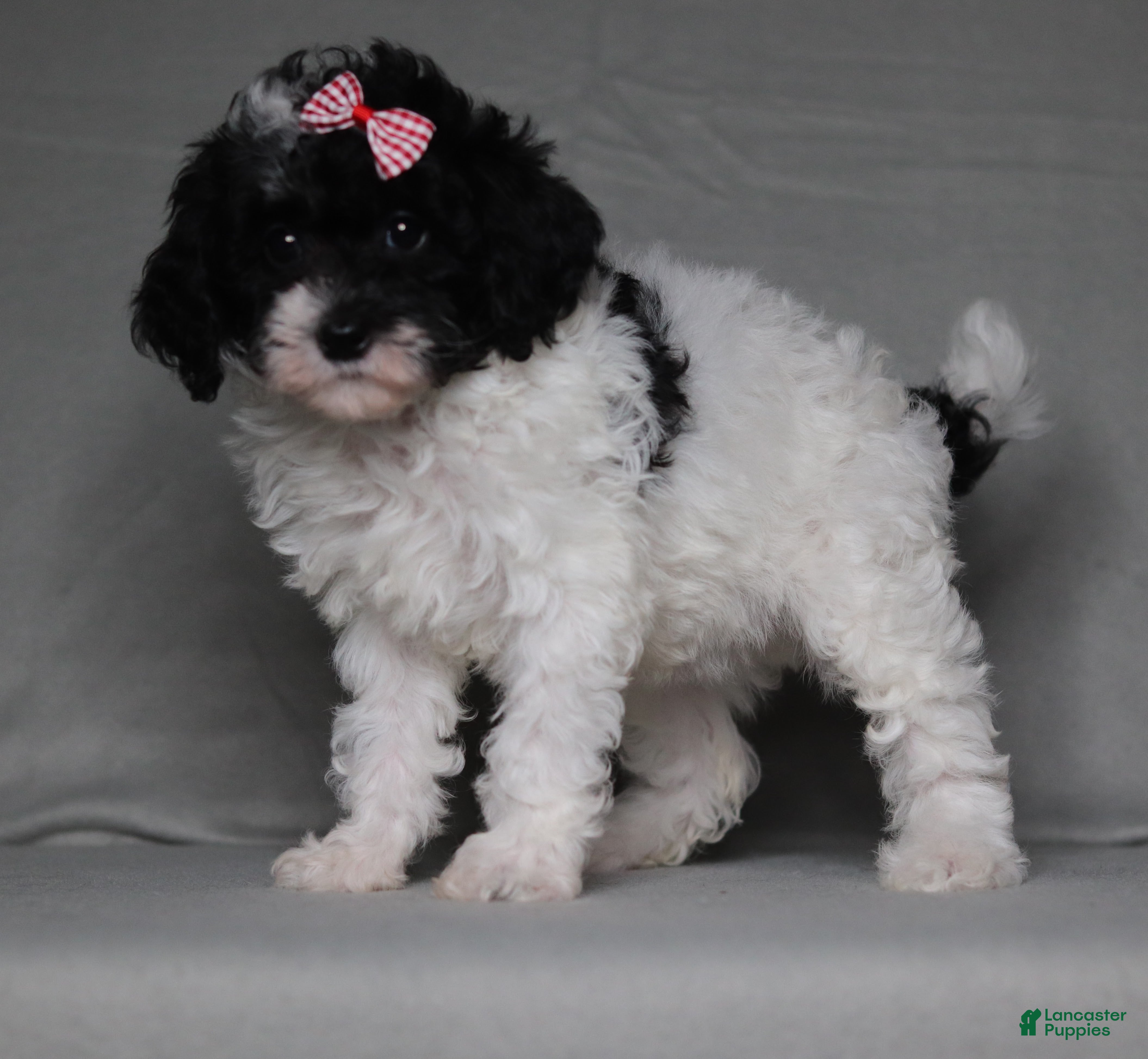 Mixed Breed dogs Paisley  - Ad 2