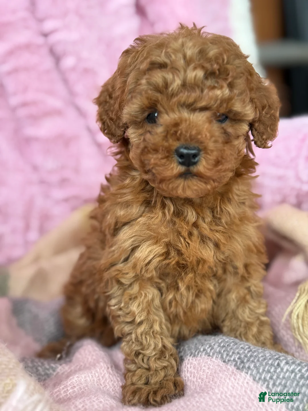 Toy Poodle dogs for sale: Nellie - Ad 6