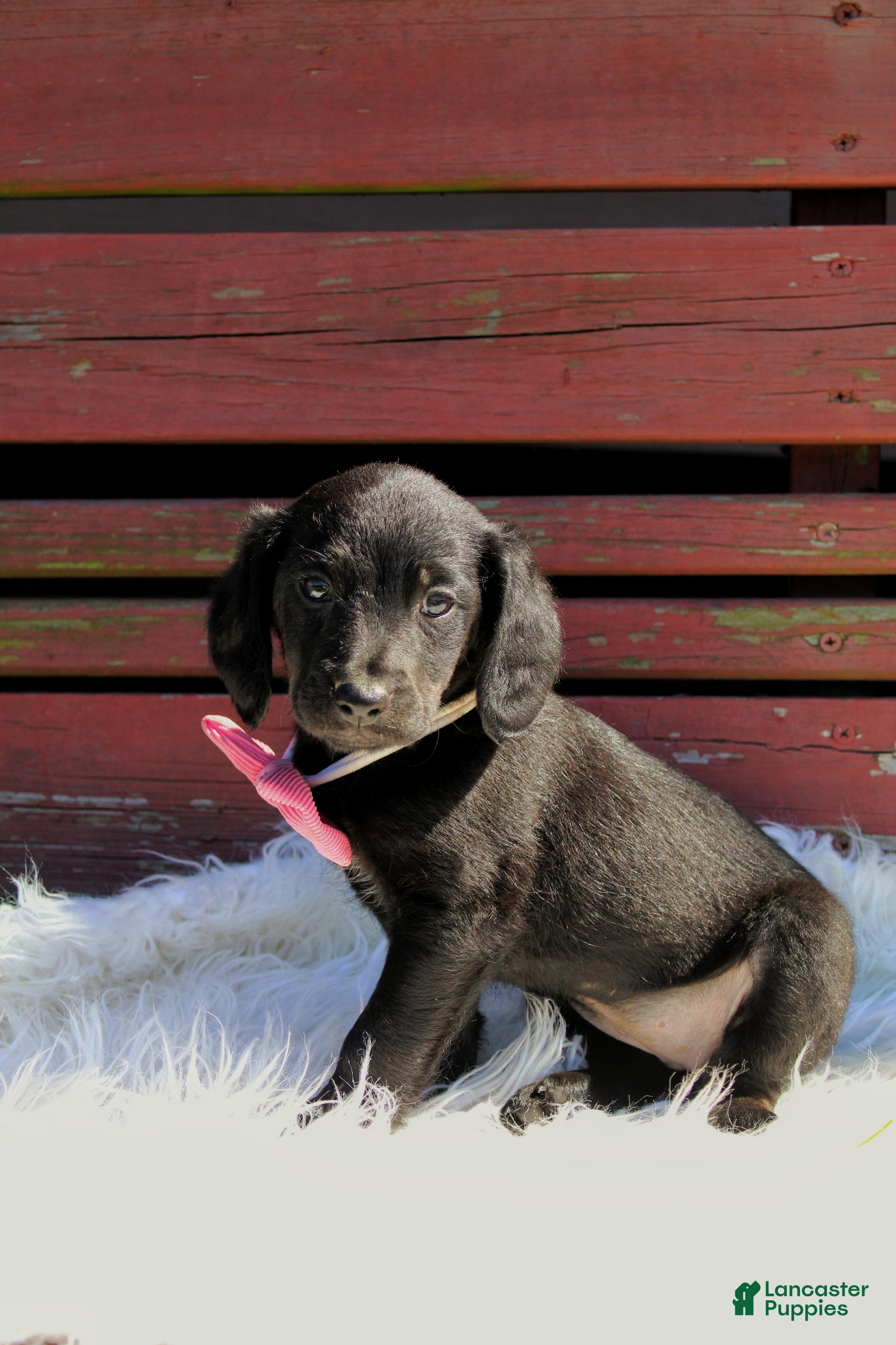 Mixed Breed dogs for sale: Robin  - Ad 1