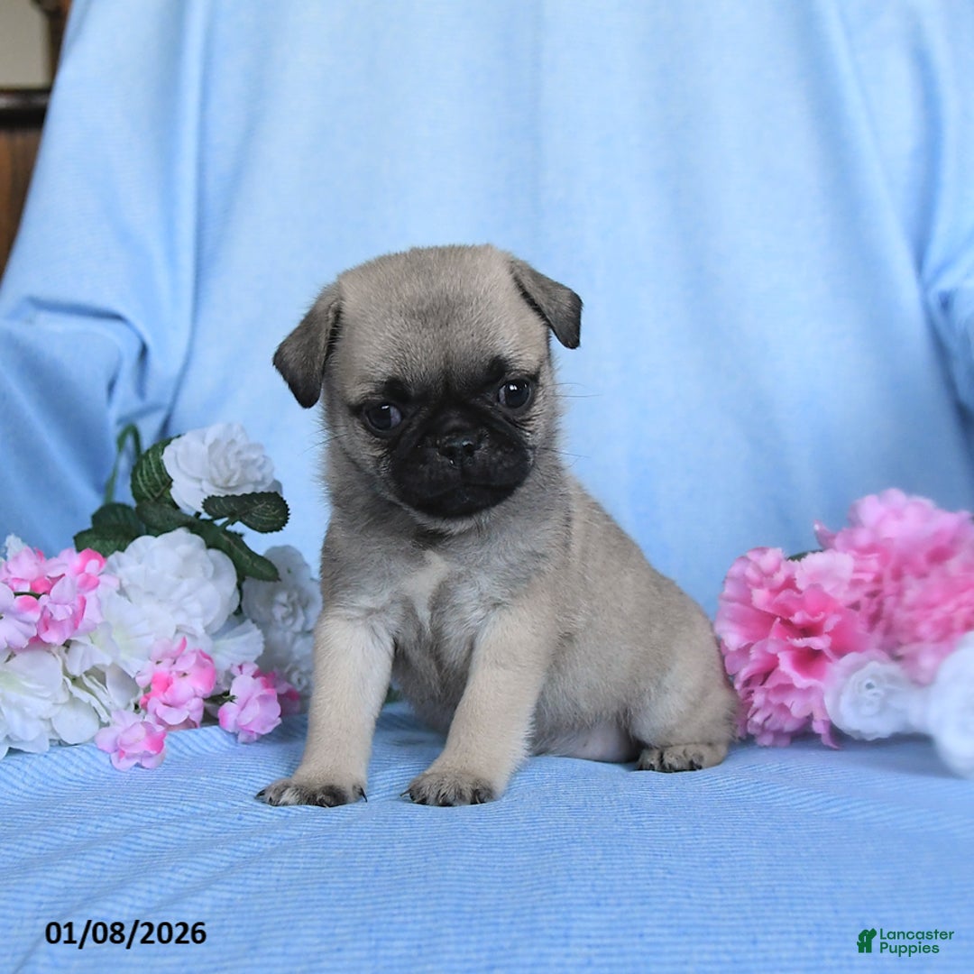 Pug dogs for sale: Tammy - Ad 3