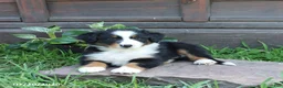 Australian Shepherd dogs for sale: Maverick - Ad 3