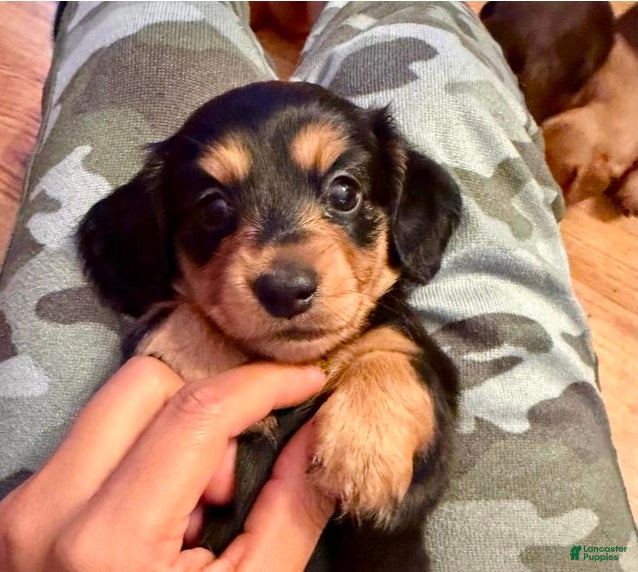 Chiweenie dogs Chiweenie Puppy 2 - Ad 4