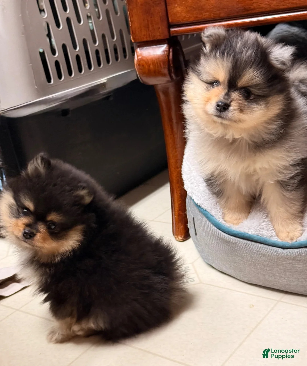Pomeranian dogs for sale: Pomeranian Puppy 2 - Ad 15
