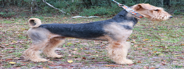 Talysker