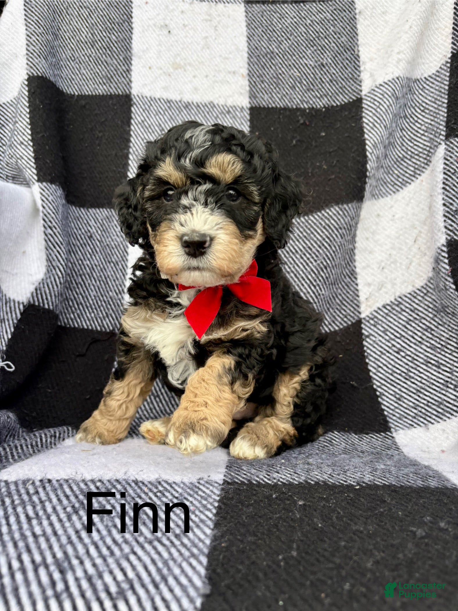 Mini Bernedoodle dogs Mini Bernedoodle Puppy 3 - Ad 27