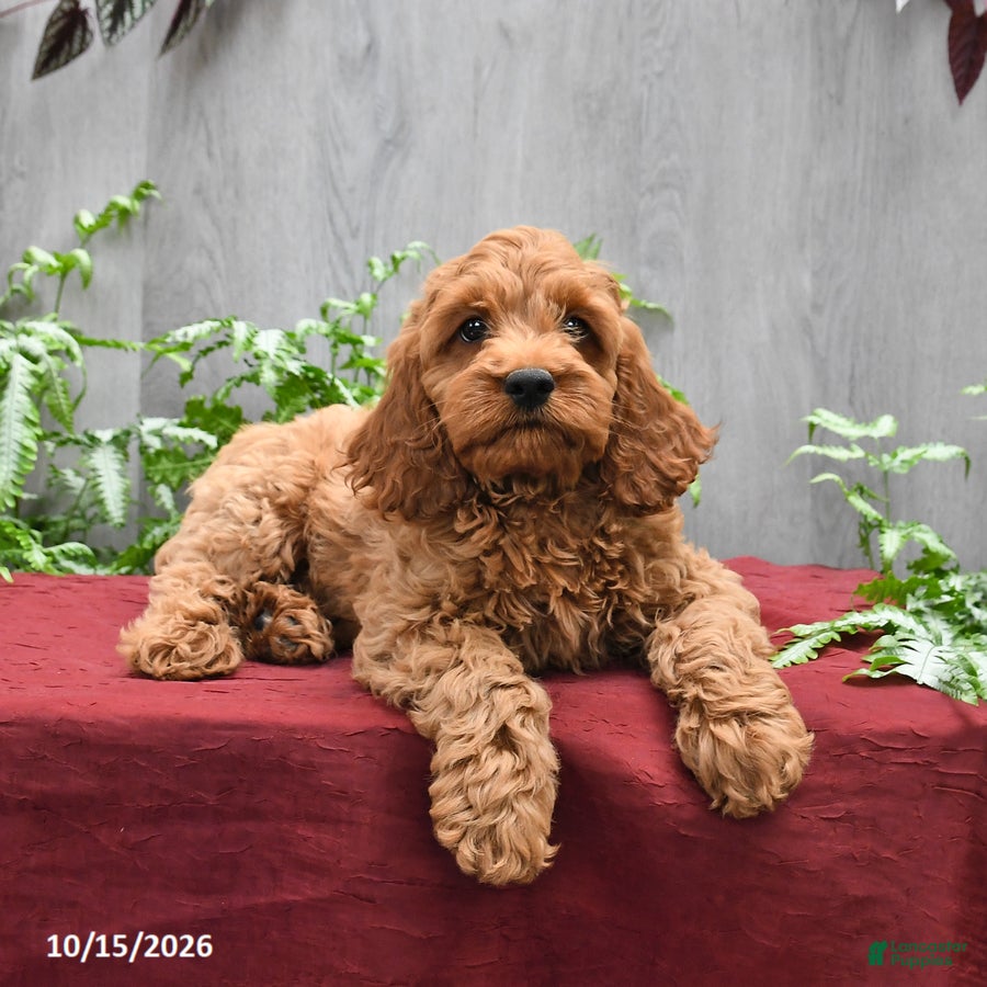 Cockapoo dogs Jep - Ad 2