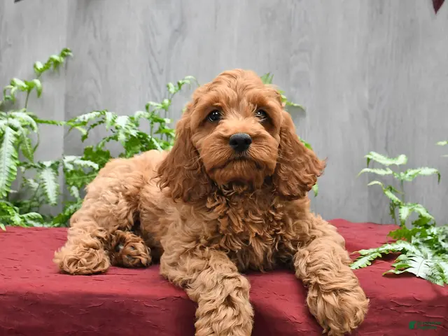 Cockapoo dogs for sale: Jep - Ad 2