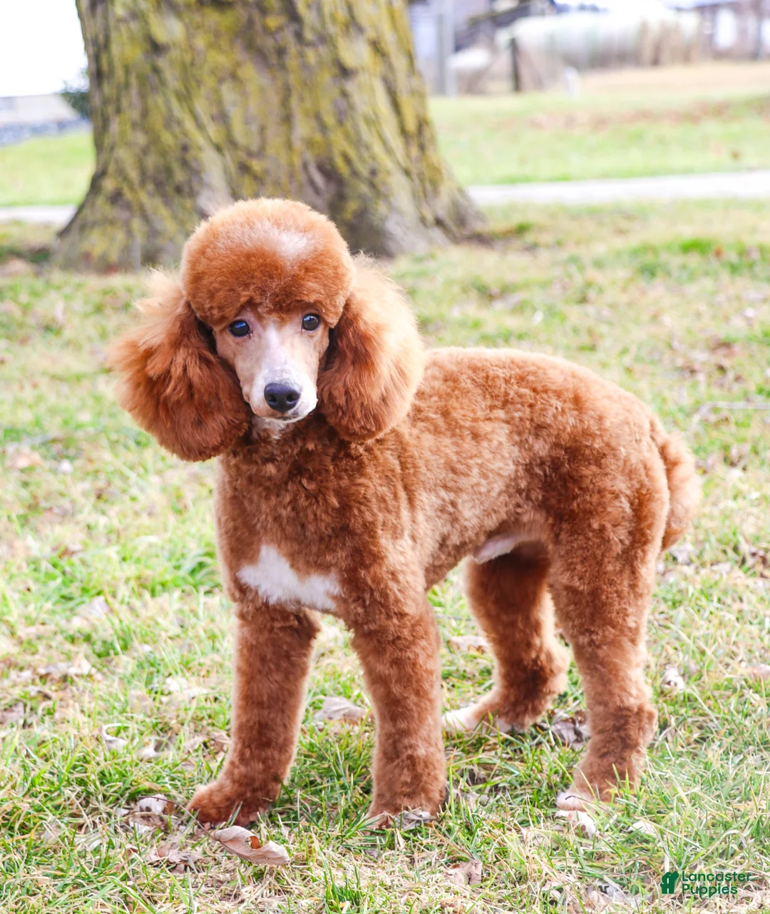 Cavapoo dogs for sale: Latte - Ad 10