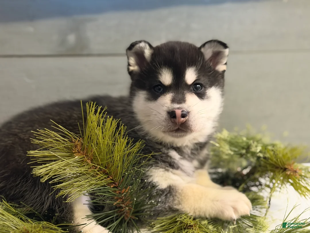 Alaskan Klee Kai dogs for sale: Cubby - Ad 4
