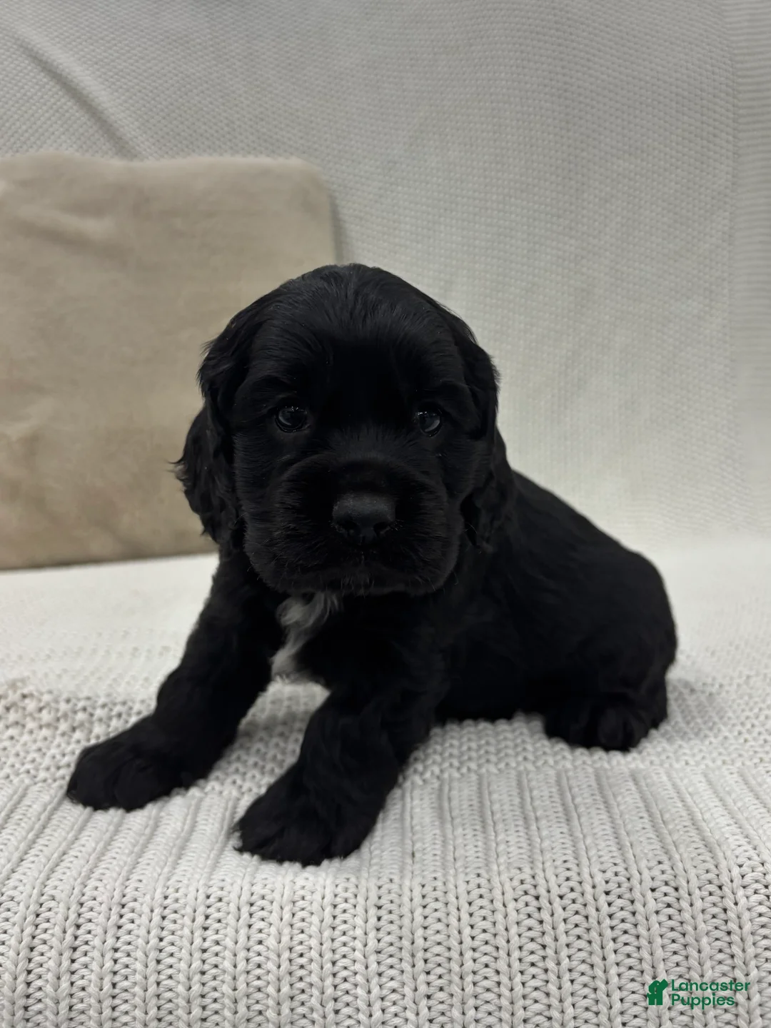 Cocker Spaniel dogs for sale: Cooper - Ad 2