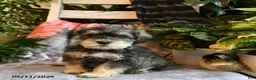 Miniature Schnauzer dogs for sale: Marley - Ad 2