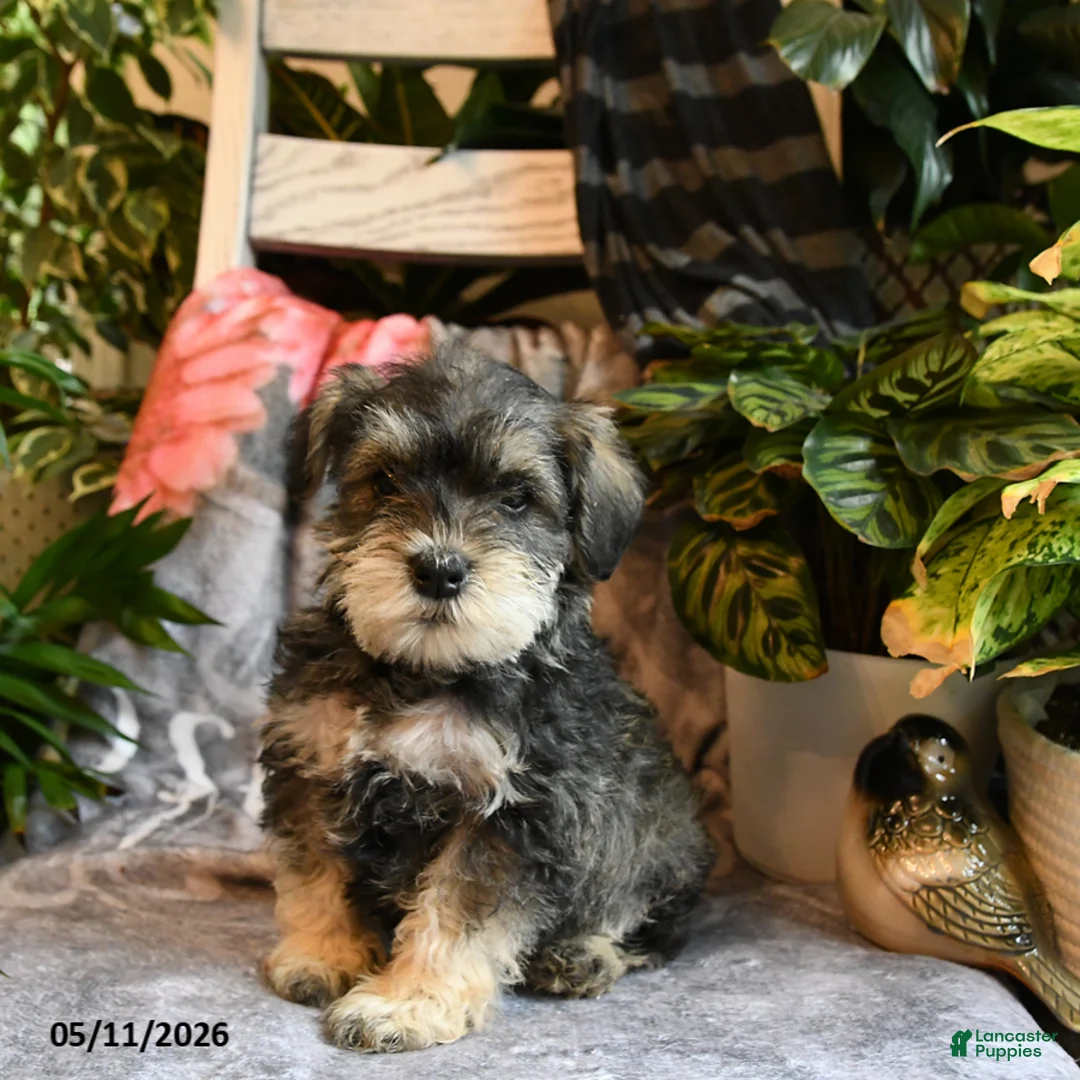 Miniature Schnauzer dogs for sale: Marley - Ad 2