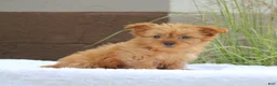 Yorkshire Terrier dogs for sale: Macy - Ad 5