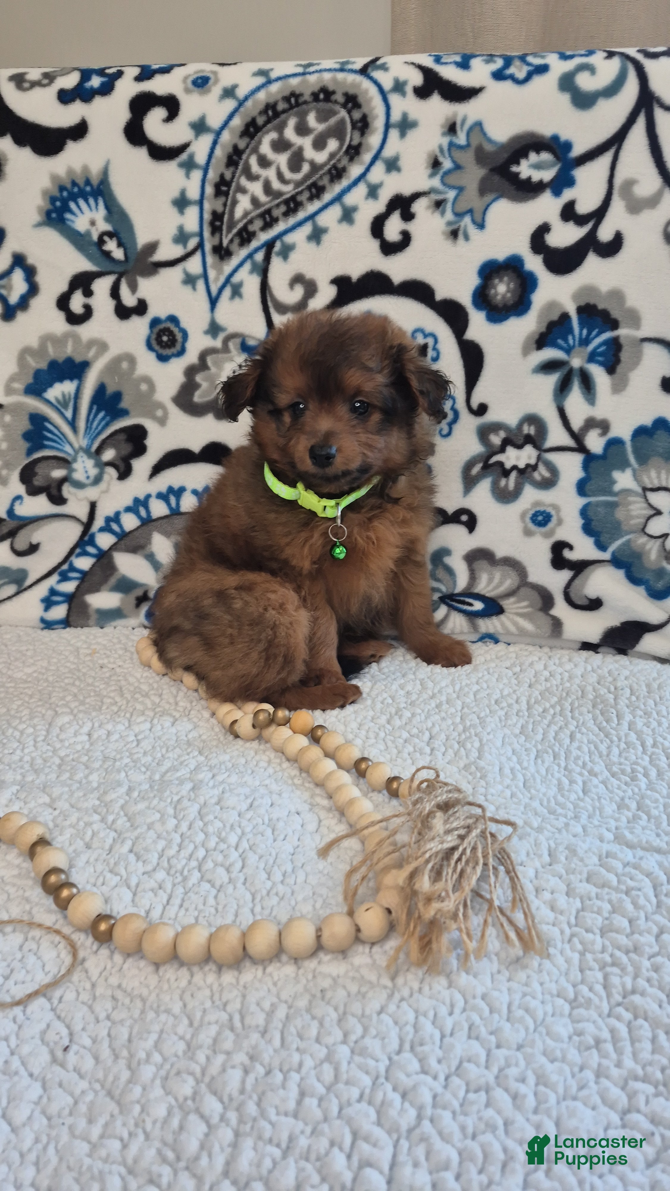 Pomapoo dogs Bear - Ad 6
