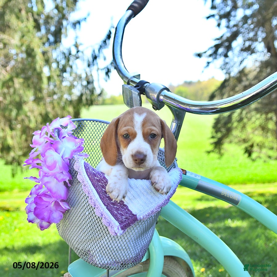 Miniature Dachshund dogs Patrick - Ad 2
