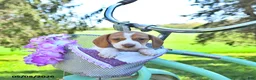 Miniature Dachshund dogs for sale: Patrick - Ad 2