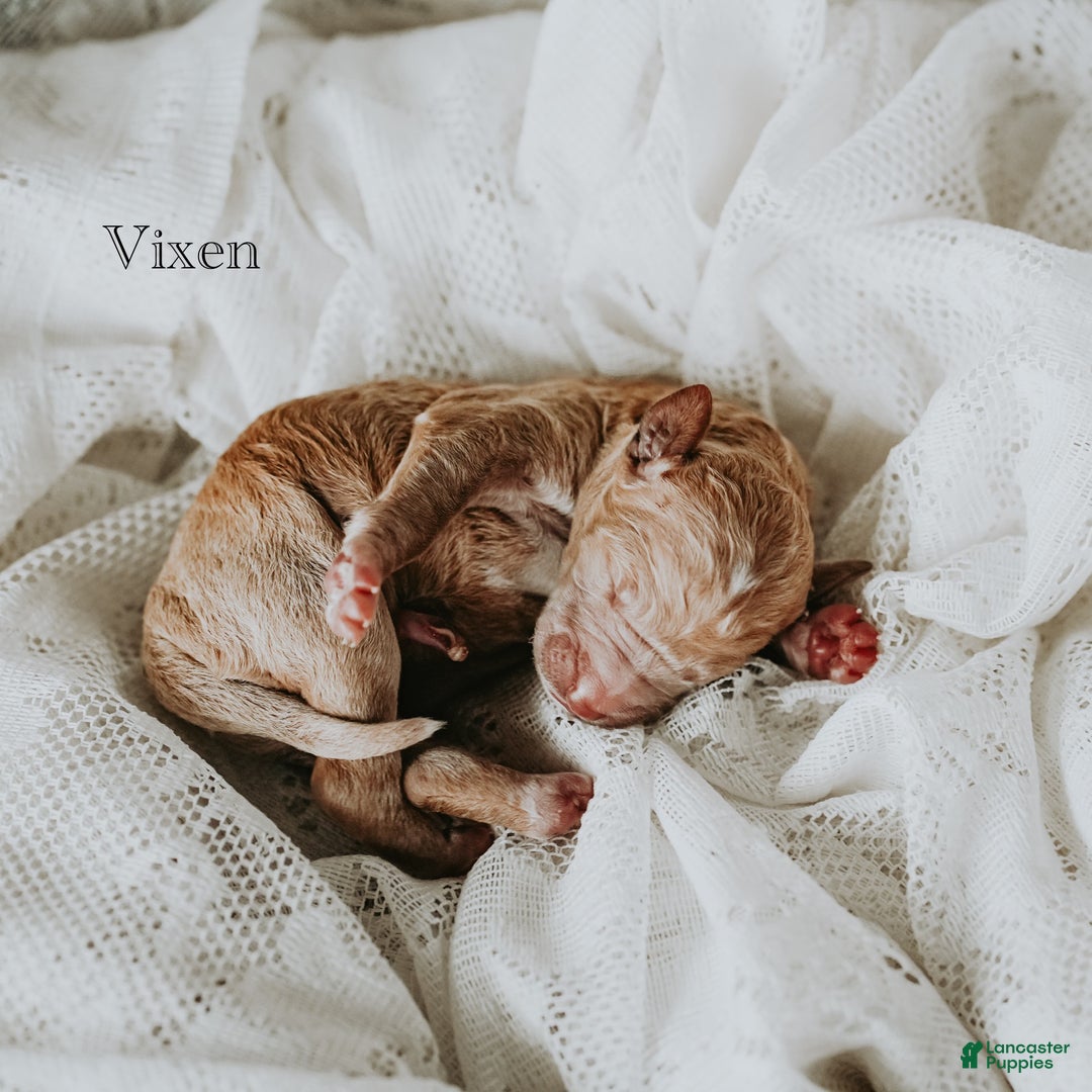 Standard Poodle dogs for sale: Vixen - Ad 4