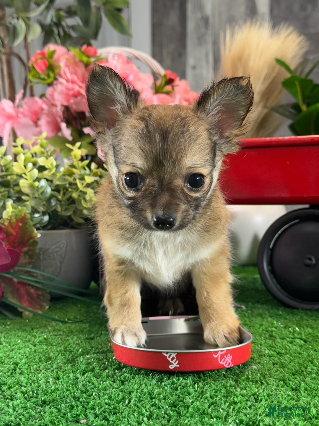 Chihuahua dogs for sale: Fiona - Ad 6