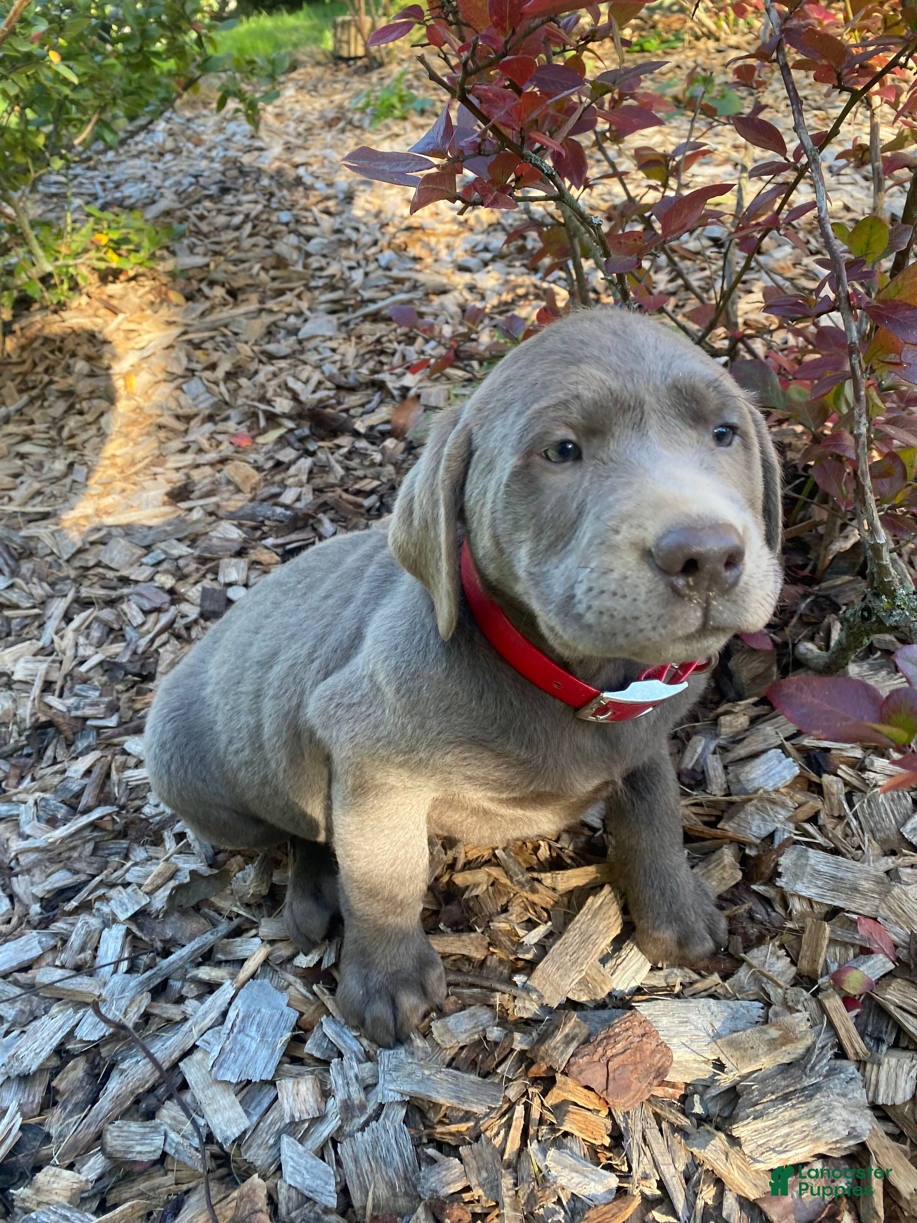 Labrador Retriever dogs Bruno - Ad 1