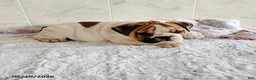 English Bulldog dogs for sale: Rio Grande - Ad 4