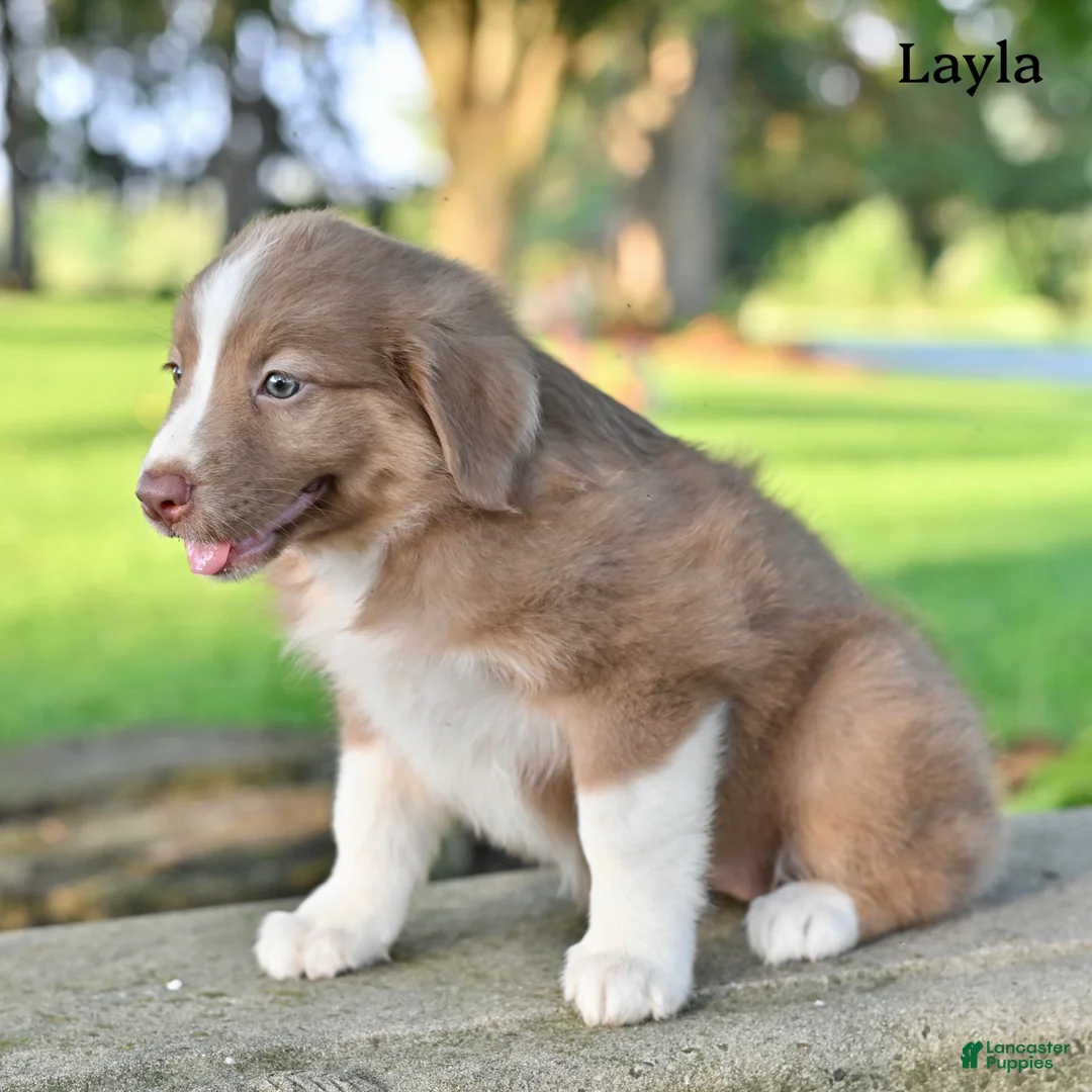 Australian Shepherd dogs for sale: Layla - Ad 5