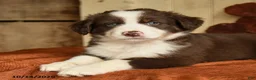 Australian Shepherd dogs for sale: Rusty - Ad 3