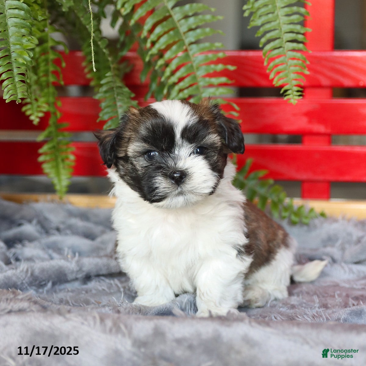 Teddy Bear dogs Teddy - Ad 25